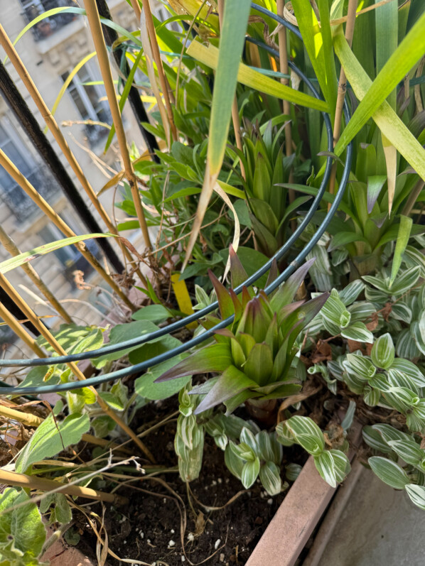 Lis au début du printemps sur mon balcon parisien, Paris 19e (75)