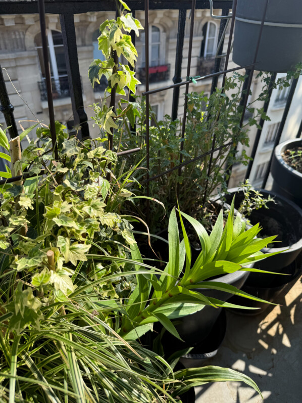 Lis au début du printemps sur mon balcon parisien, Paris 19e (75)