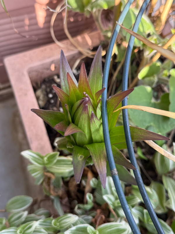 Lis au début du printemps sur mon balcon parisien, Paris 19e (75)