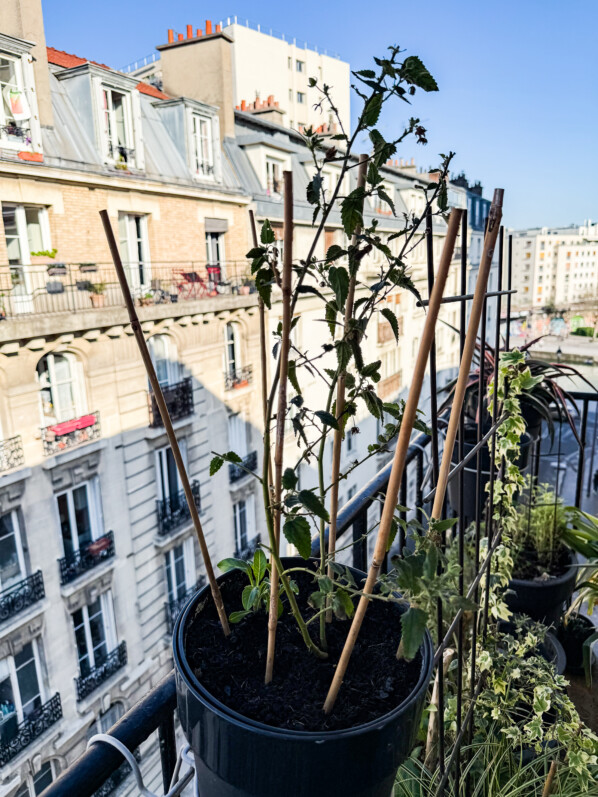 Potée de pavonia et cosmos au début du printemps sur mon balcon parisien, Paris 19e (75)