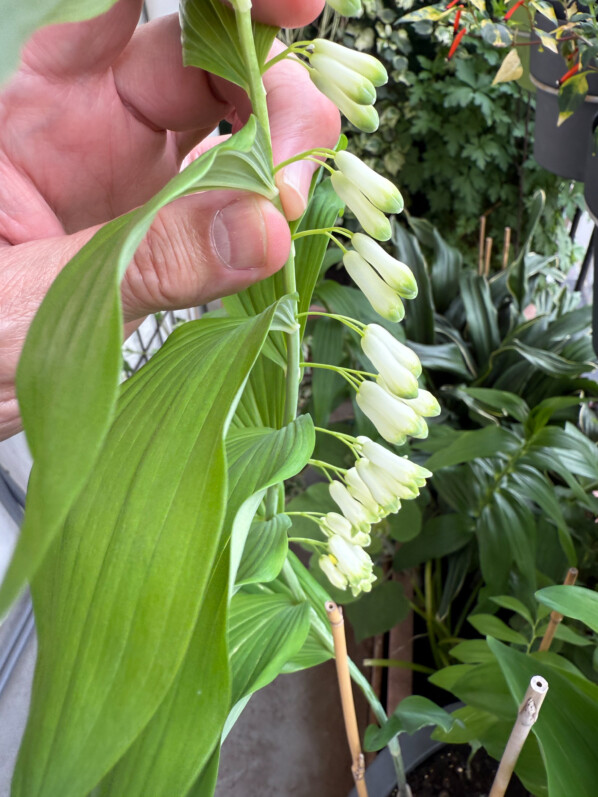 Sceau de Salomon, Polygonatum 'Weihenstephan', au début du printemps sur mon balcon parisien, Paris 19e (75)