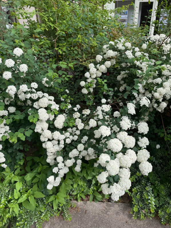 Spirée, arbuste, fleurs, Paris 3e (75)