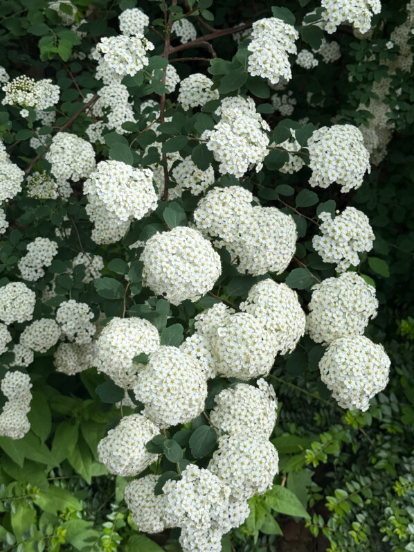 Spirée, arbuste, fleurs, Paris 3e (75)