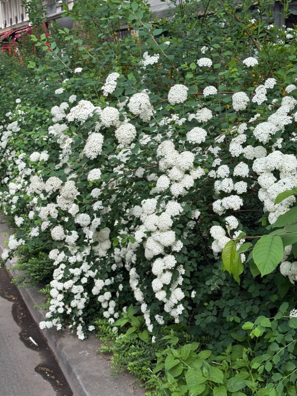 Spirée, arbuste, fleurs, Paris 3e (75)