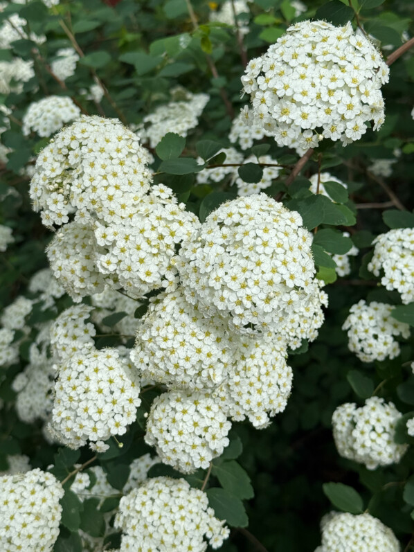 Spirée, arbuste, fleurs, Paris 3e (75)