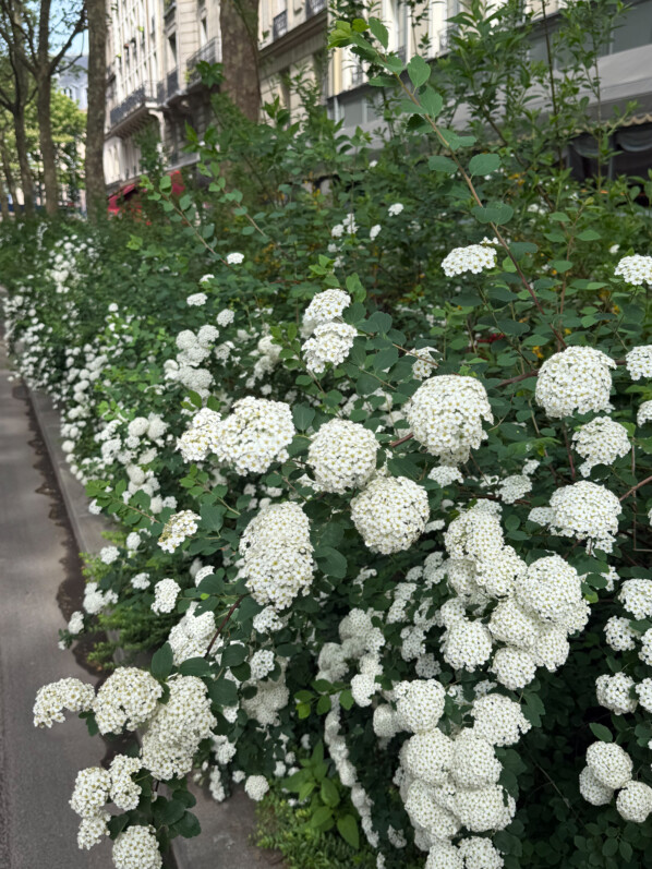 Spirée, arbuste, fleurs, Paris 3e (75)