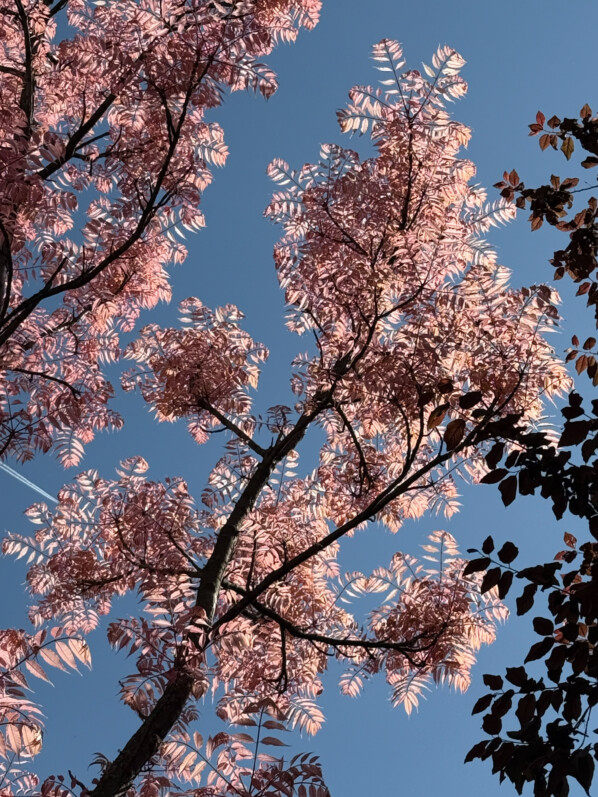 Toona sinensis 'Flamingo' au printemps, Paris 14e (75)