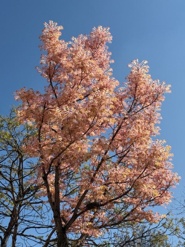 Toona sinensis 'Flamingo' au printemps, Paris 14e (75)