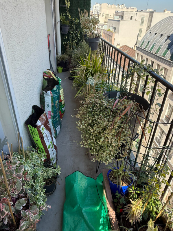Jardinage au début du printemps sur mon balcon parisien, Paris 19e (75)