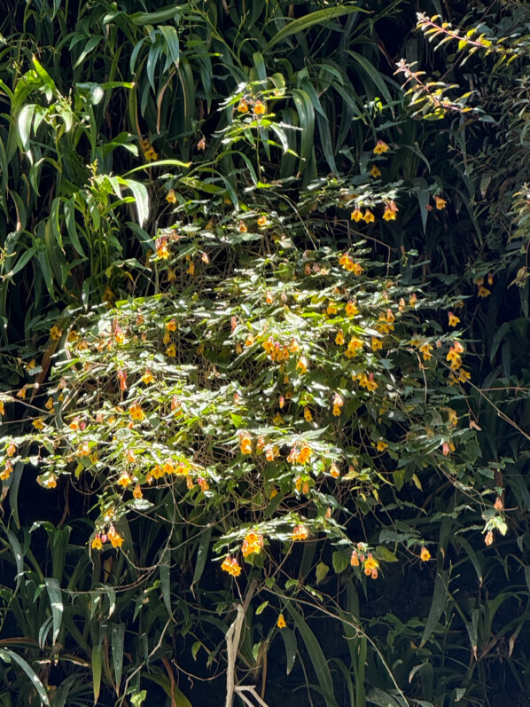 Abutilon, mur végétal réalisé par Patrick Blanc, BHV Homme, rue de la Verrerie, Paris 4e (75)