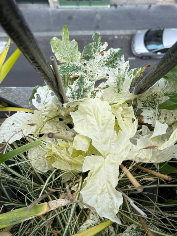 Des nouvelles feuilles complètement crème pour mon acanthe ‘Tasmanian Angel’