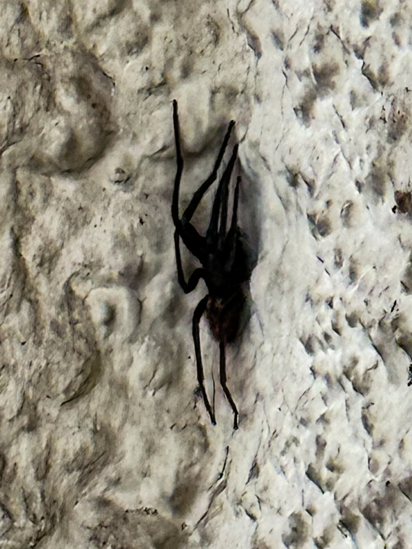 Grosse araignée noire sur mon balcon