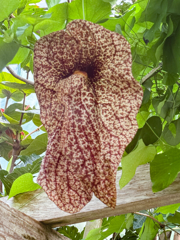 Aristoloche géante (Jardin des Serres d’Auteuil Paris 16e)