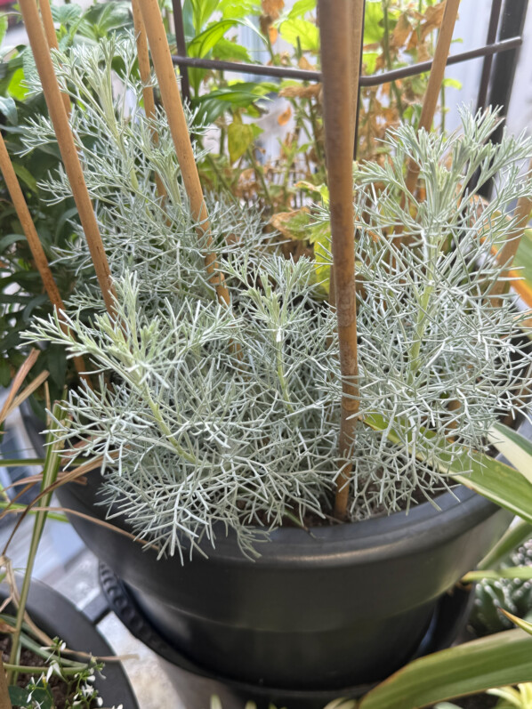 Le splendide feuillage plumeux de l’armoise (Artemisia abrotanum ‘Argentea’)
