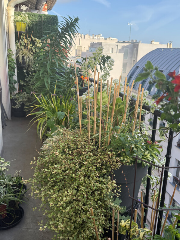Soleil et températures estivales sur mon balcon parisien, Paris 19e (75)