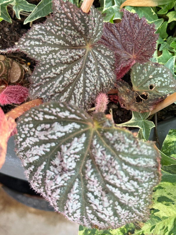 Le réveil du Begonia ‘Sterling Moon’ sur mon balcon parisien