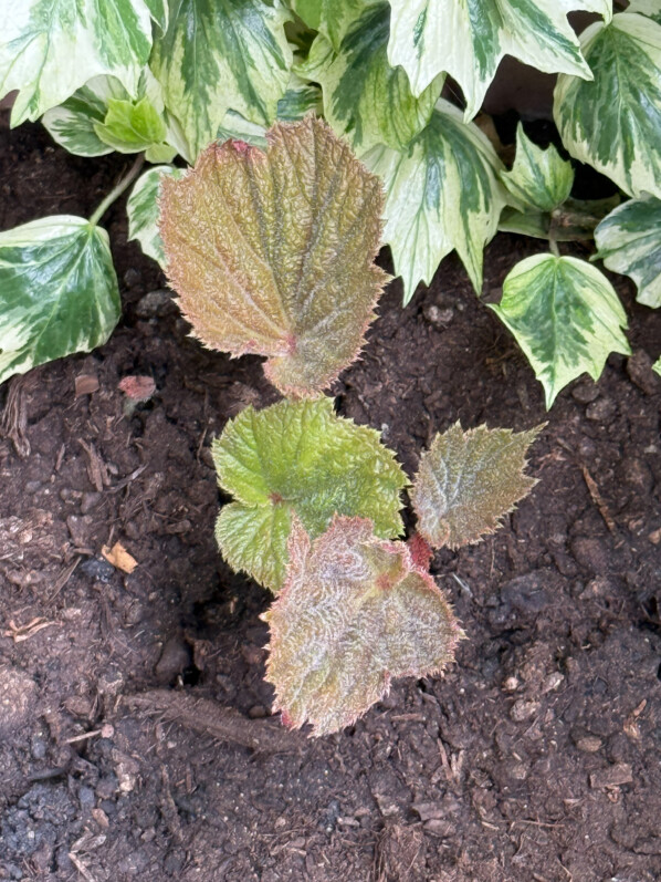 Le réveil tardif du Begonia ‘Torsa’ sur mon balcon parisien