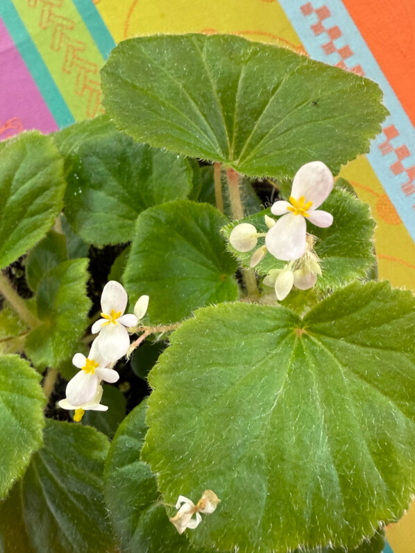 Floraison du Begonia alchemilloides, Bégoniacées, plante d'intérieur, terrarium, Paris 19e (75)
