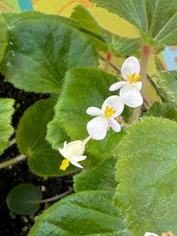 Floraison du Begonia alchemilloides, Bégoniacées, plante d'intérieur, terrarium, Paris 19e (75)