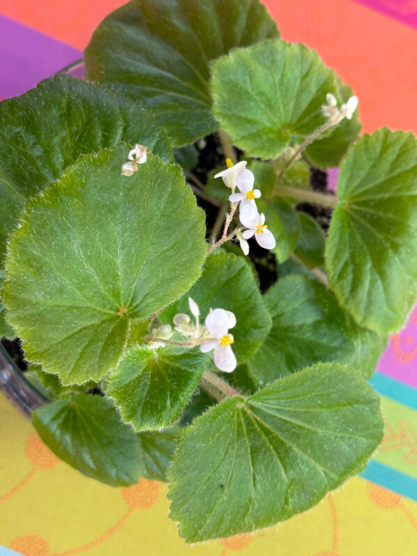 Floraison du Begonia alchemilloides, Bégoniacées, plante d'intérieur, terrarium, Paris 19e (75)