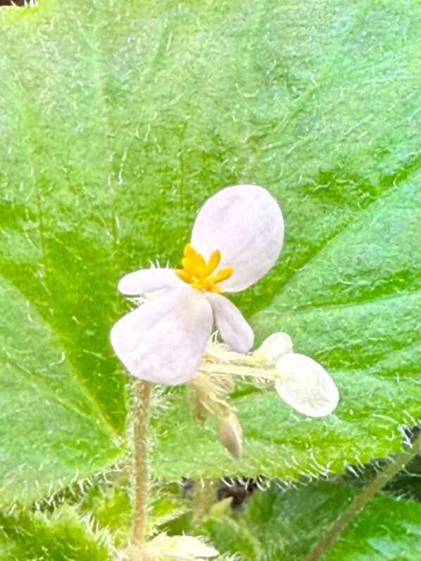 Floraison du Begonia alchemilloides, Bégoniacées, plante d'intérieur, terrarium, Paris 19e (75)
