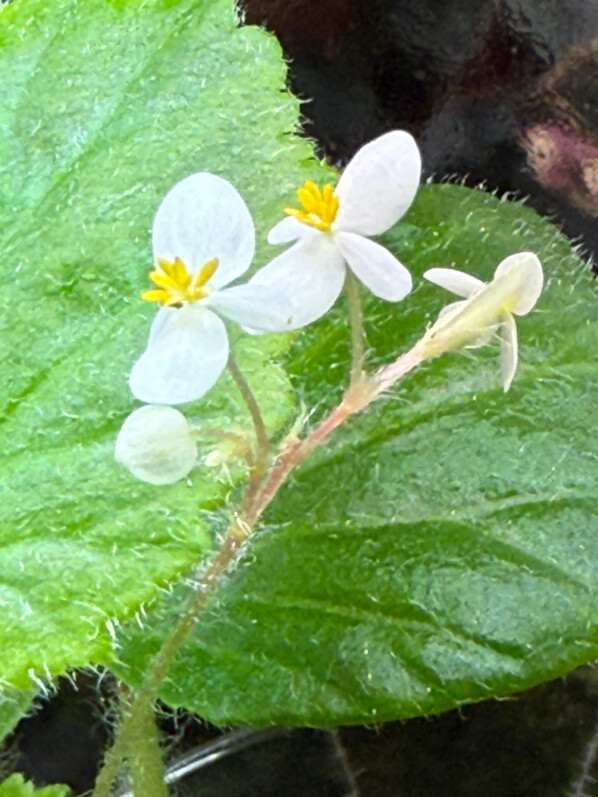 Floraison du Begonia alchemilloides