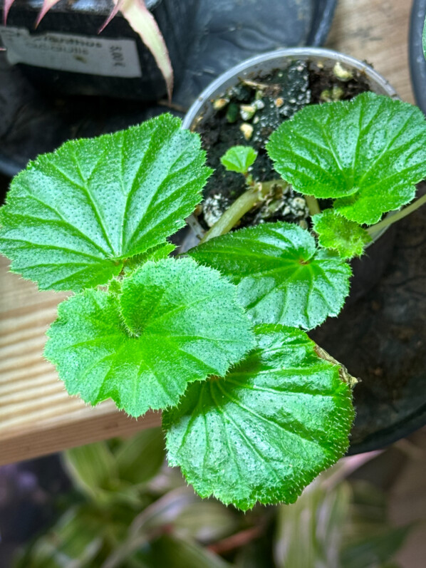 Begonia alchemilloides, Bégoniacées, plante d'intérieur, Paris 19e (75)