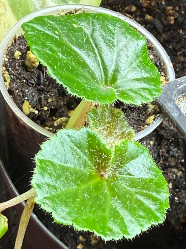 Begonia alchemilloides, Bégoniacées, plante d'intérieur, Paris 19e (75)