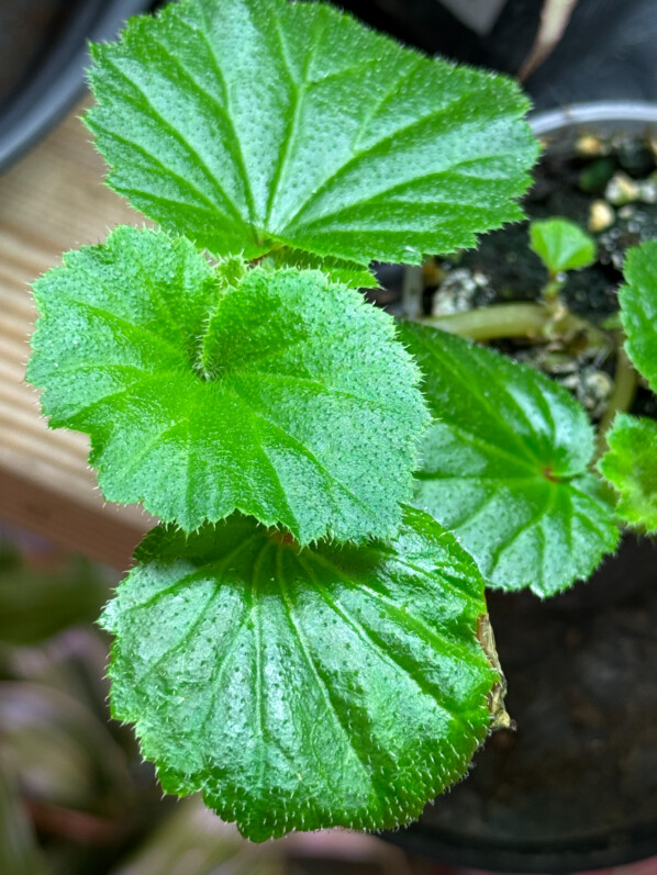 Culture réussie du Begonia alchemilloides hors du terrarium