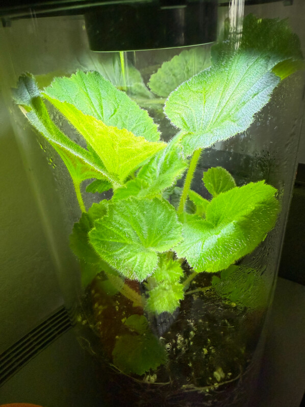 Begonia alchemilloïdes a rempli son terrarium