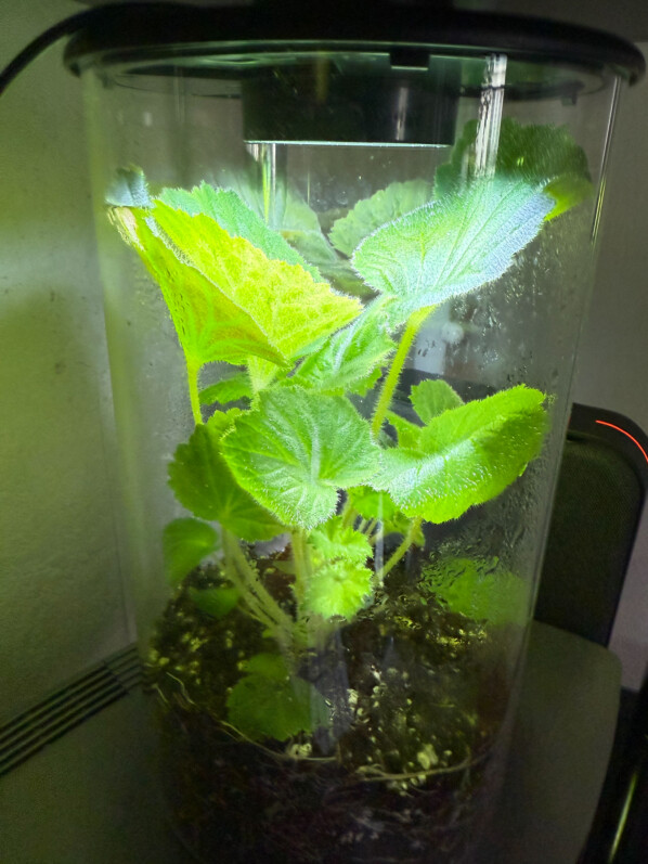 Begonia alchemilloïdes, Bégoniacées, plante d'intérieur, terrarium, Paris 19e (75)