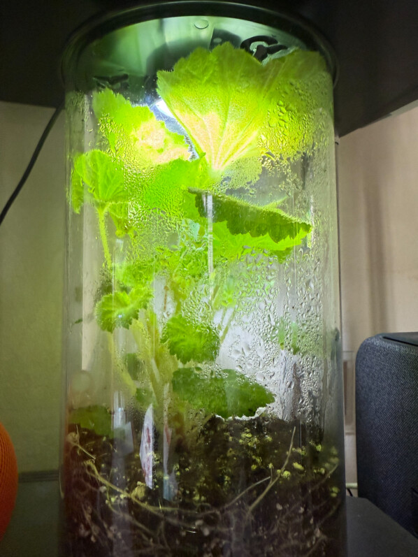 Begonia alchemilloïdes, Bégoniacées, plante d'intérieur, terrarium, Paris 19e (75)