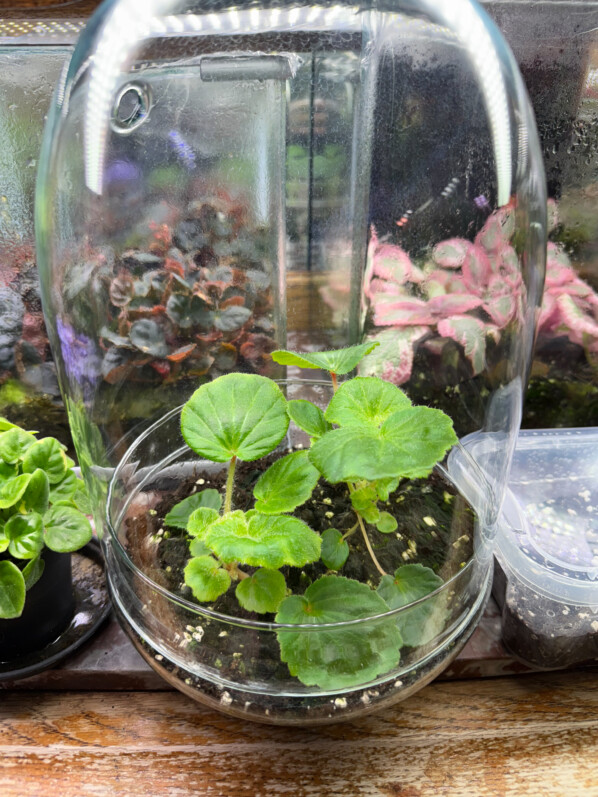 Begonia alchemilloides, plante d'intérieur, terrarium, Paris 19e (75)