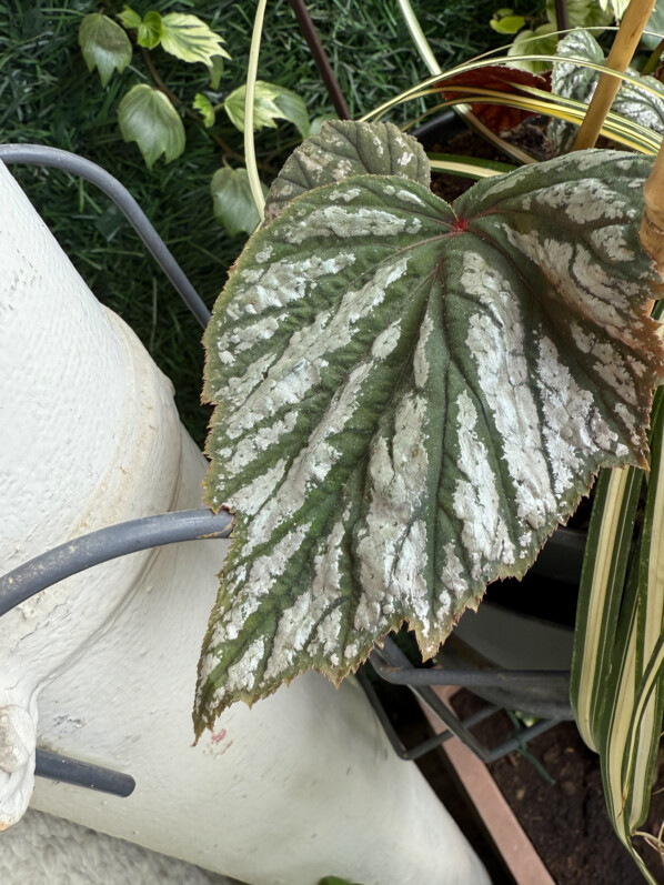 Les nouvelles feuilles très argentées du Begonia grandis ‘Sparkle and Shine’