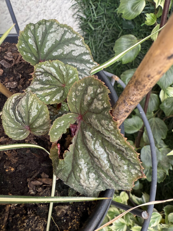 Begonia grandis ‘Sparkle and Shine’ au printemps sur mon balcon parisien, Paris 19e (75)