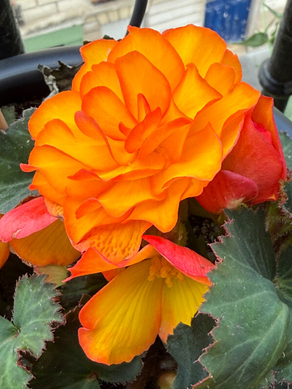 Bégonia tubéreux d’or et de feu
