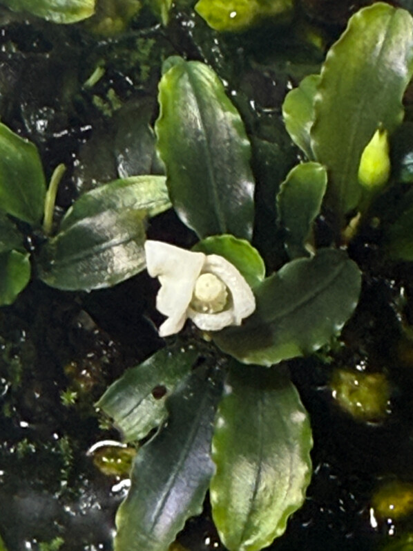 Floraison de Bucephalandra Wavy Green en culture émergée dans un terrarium