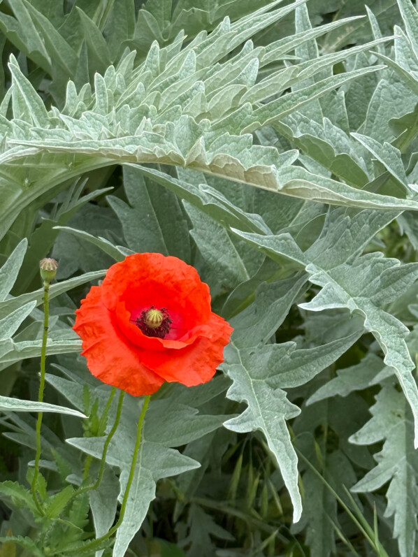 Coquelicot en duo