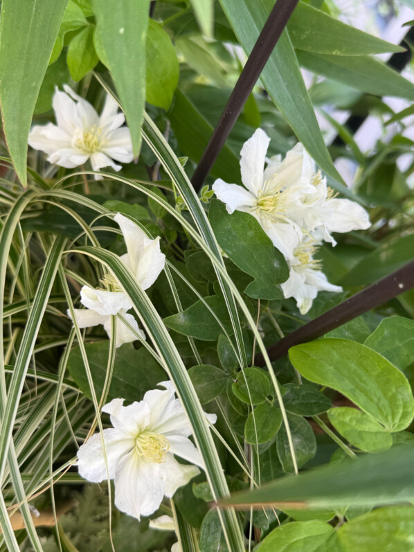 Première floraison de ma jeune clématite (Clematis diversifolia) ‘White Arabella’