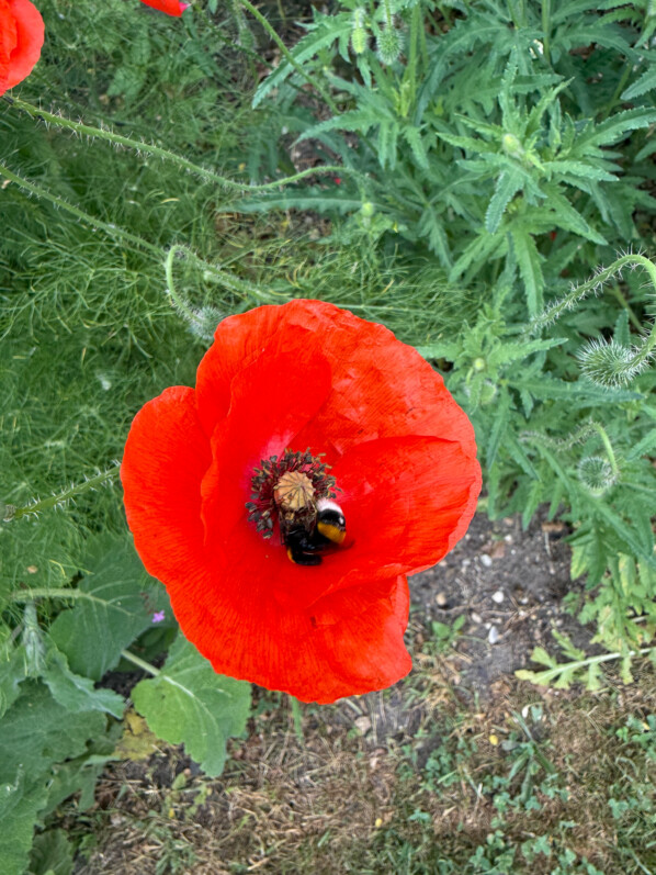 Bourdon butinant un coquelicot, Fête de l'École Du Breuil, Paris 12e (75)