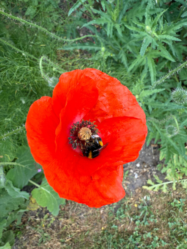 Bourdon butinant un coquelicot, Fête de l'École Du Breuil, Paris 12e (75)