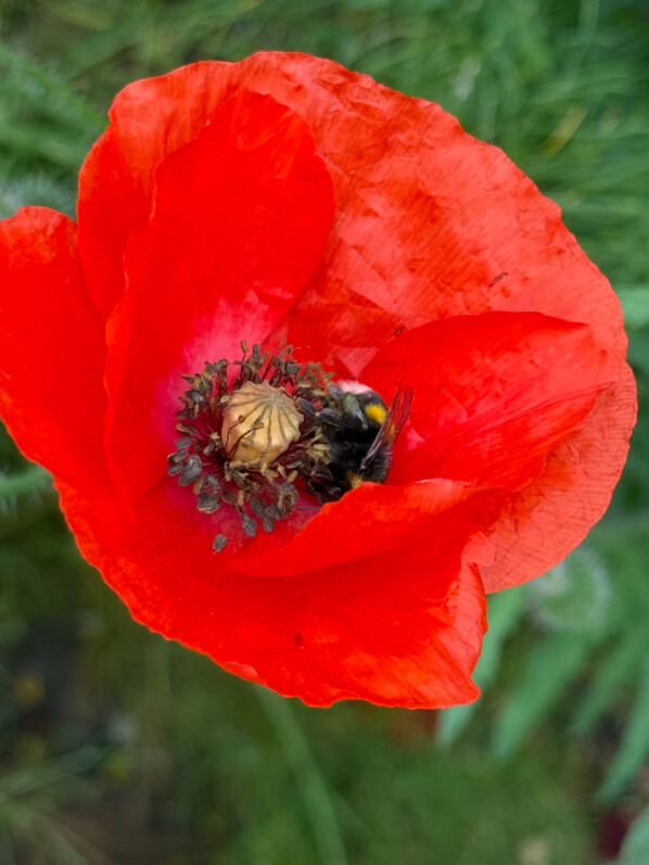 Bourdon butinant un coquelicot, Fête de l'École Du Breuil, Paris 12e (75)