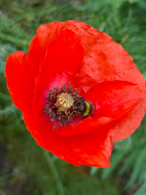 Bourdon butinant un coquelicot, Fête de l'École Du Breuil, Paris 12e (75)