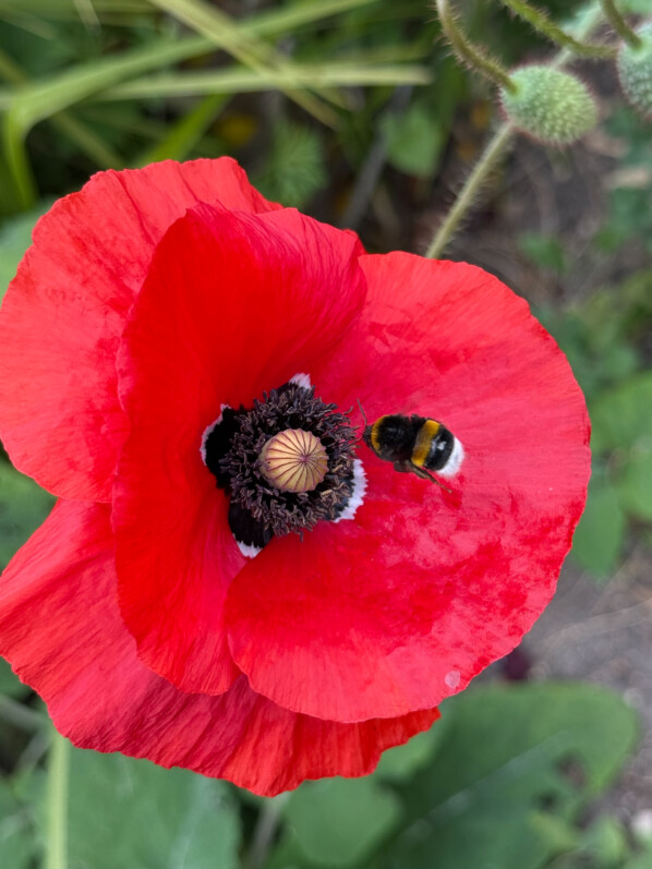 Les bourdons aiment les coquelicots