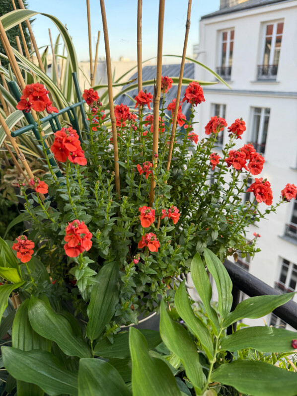 Potée fleurie de diascia au printemps sur mon balcon parisien, Paris 19e (75)
