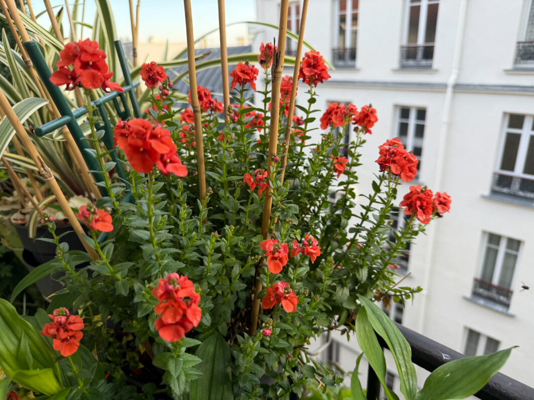Année 2 sur mon balcon pour mon diascia qui refleurit de plus belle
