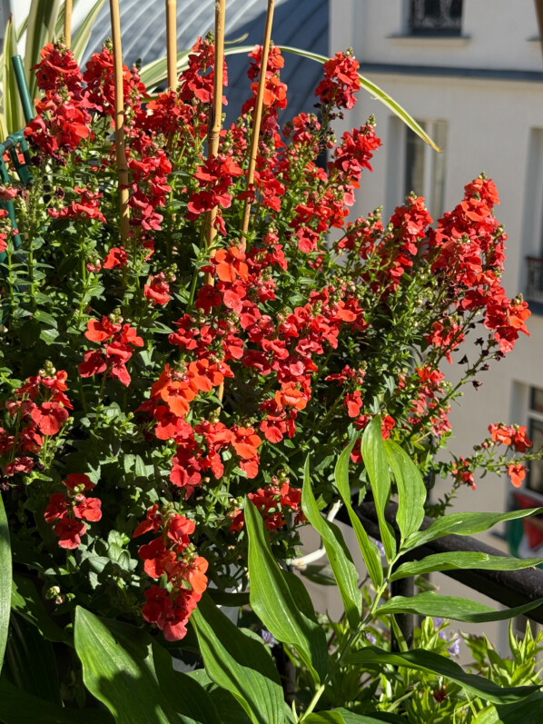 Diascia au printemps sur mon balcon parisien, Paris 19e (75)