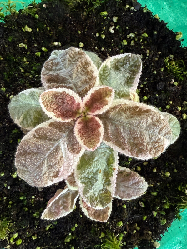 Episcia cupreata 'Snow White', Gesnériacées, plante d'intérieur, terrarium, Paris 19e (75)