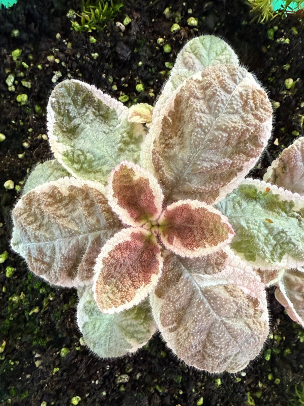 Episcia cupreata 'Snow White', Gesnériacées, plante d'intérieur, terrarium, Paris 19e (75)
