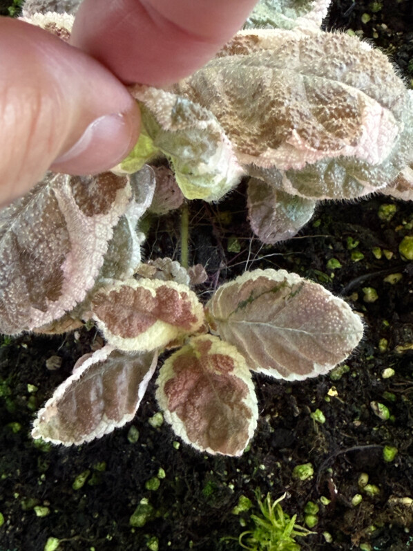 Episcia cupreata 'Snow White', Gesnériacées, plante d'intérieur, terrarium, Paris 19e (75)